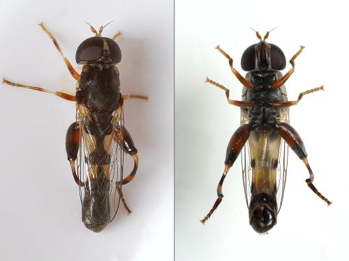 Syritta pipiens